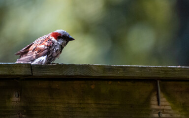 Chipping Sparrow Portrait After Shower, Close-Up Profile Side View perched on Roof Top with a blurred background (Bokeh), enjoying its environment and habitat. 