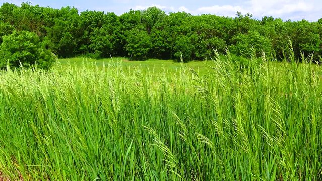 Forbs and wild cereals sway in the wind in the wild