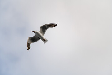 awesome beautiful black-headed gull flies with its wings spread wide against sky