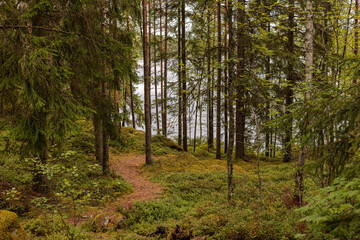 Obraz premium forest in autumn