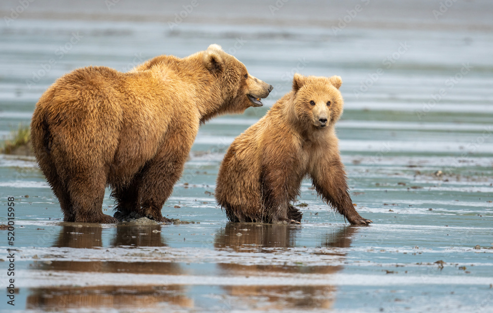 Canvas Prints alaskan brown bear sow and cub on mudflats at mcneil river