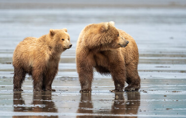 Alaskan brown bear sow and cub on mudflats at McNeil River