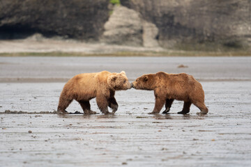 Two Alaskan brown bears face to face in McNeil River