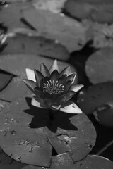 fleur de lotus en noir et blanc