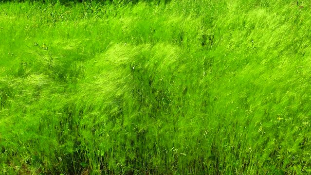 Forbs and wild cereals sway in the wind in the wild