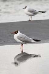 Beautiful view on young black-headed gull standing in water and reflection in it