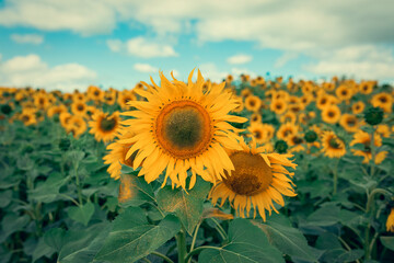 Obraz premium sunflower field in summer and blue sky