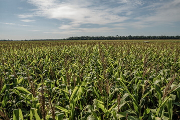 Fototapeta na wymiar corn field with sky