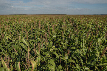 corn field in the morning