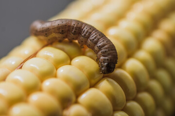 macro of a worm on a corn