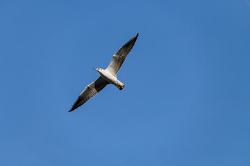 Obraz premium white seagull fly high in the clear blue sky.