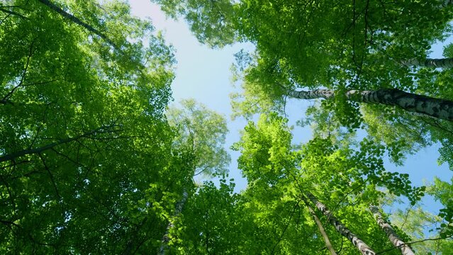 Soft focus to fresh green leaves against blue sky in spring sunny day. Beautiful colorful spring season. Static.