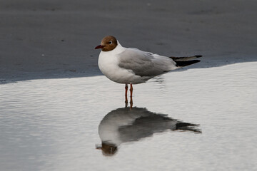 Wonderful view on young black-headed gull standing in water and reflection in it