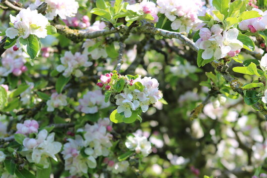 Apple tree in blossom - blooming tree © Domoney Ltd