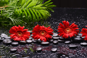 Still life of with red flower and zen black stones ,green palm wet background