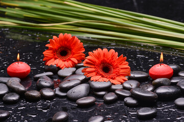 Still life of with red flower ,candle and zen black stones ,green palm wet background