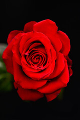 eautiful red rose flower over black background
