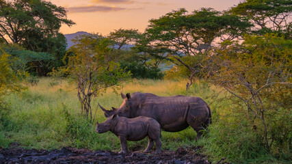 White Rhino in the bush of Family of the Blue Canyon Conservancy in South Africa near Kruger...