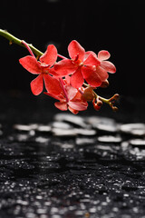 Still life of with 
Branch red orchid , and zen black stones on wet background
