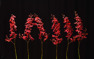red orchid flower branch bloom included clipping path on black background
