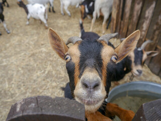 Fototapeta premium goat