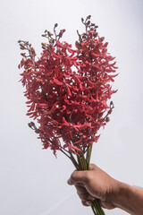 Hand holding branch red orchid flower 