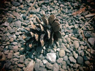 一つの松ぼっくり