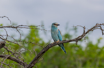 Europäische Blauracke im Naturreservat Hluhluwe Nationalpark Südafrika