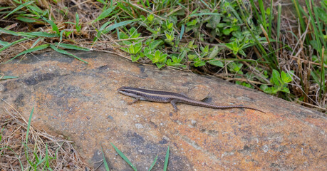Eidechse auf einem Felsstein im Naturreservat Hluhluwe Nationalpark Südafrika