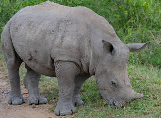 Obraz premium Nashorn im Naturreservat Hluhluwe Nationalpark Südafrika