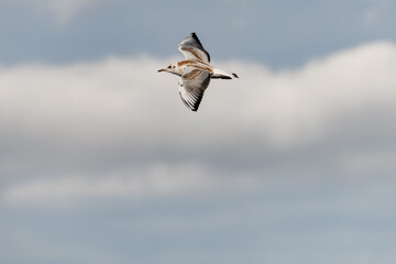 young black-headed gull flying in the air. Seabird in flight.