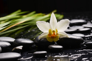 Fototapeta na wymiar Still life of with white orchid and green leaves with zen black stones on wet background 