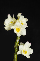 branch tropical white orchid flower with stem on black background with copy space