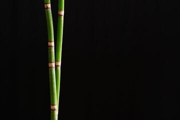 Green bamboo grove isolated on black, background