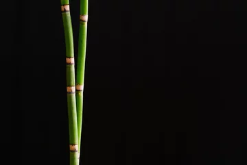 Rolgordijnen Green bamboo grove isolated on black, background © Mee Ting