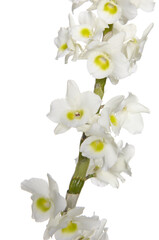 tropical white orchid flower with stem on white background