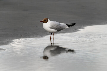 magnificent view on young black-headed gull standing in water and reflection in it