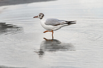 awesome view on young black-headed gull standing in water and reflection in it