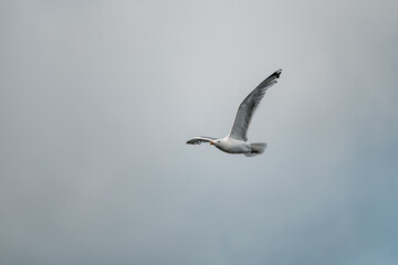 white seagull fly high in the grey cloudy sky.