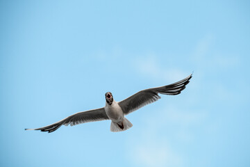 beautiful black-headed gull flies with its wings spread wide against blue sky