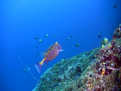 Male whitespotted boxfish (Ostracion meleagris) over coral reef