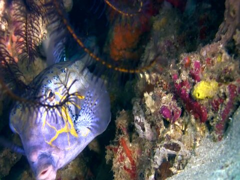Male yellow boxfish (Ostracion cubicus) hiding in coral