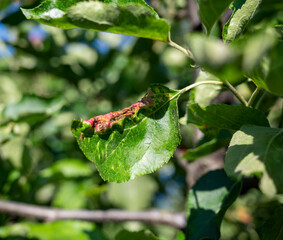 Rosy apple aphid (Dysaphis Plantaginea). Plant disease