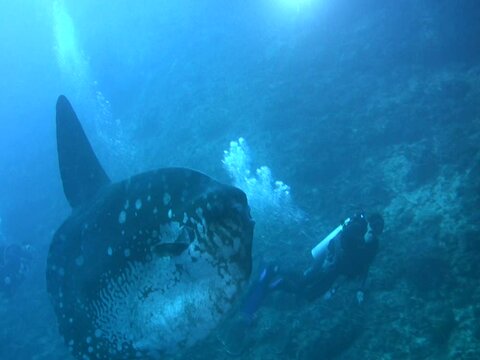 Oceanic sunfish (Mola mola) swimming with diver