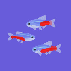 Neon tetra aquarium fish isolated on blue background