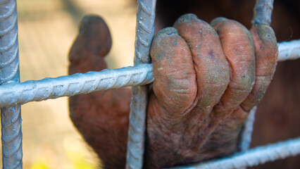 Main d'un chimpanzé capturé et mis dans un parc dans la capitale du Togo, Lomé