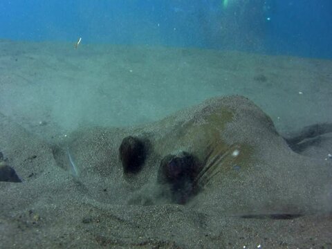 Blue-spotted stingray (Dasyatis kuhlii) digging the sand