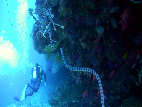 Banded sea krait (Laticauda colubrina) swimming along diver