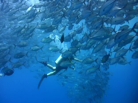 School of bigeye trevally (Caranx sexfasciatus) with diver in the middle