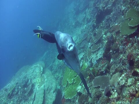 Oceanic sunfish (mola-mola) being cleaned by bannerfish, from behind